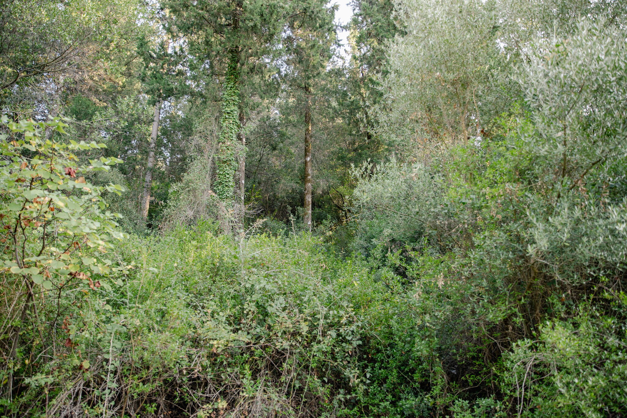 The forest belongs to the property