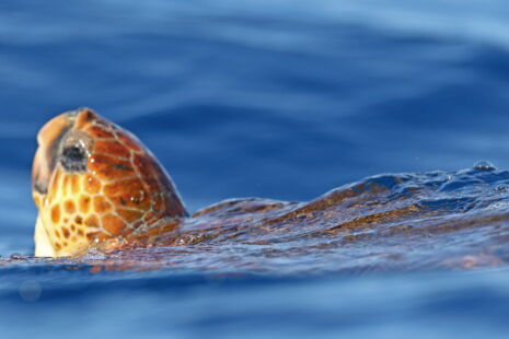 Loggerhead sea turtle