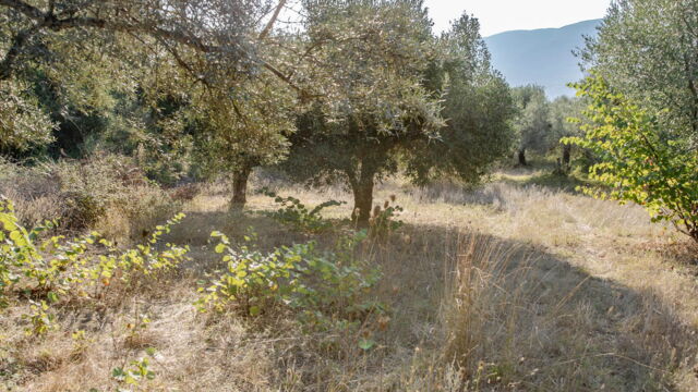 Own a Piece of Greece: Olive Tree Land for Sale between Vasiliki & Sivros - Lefkada - Greece