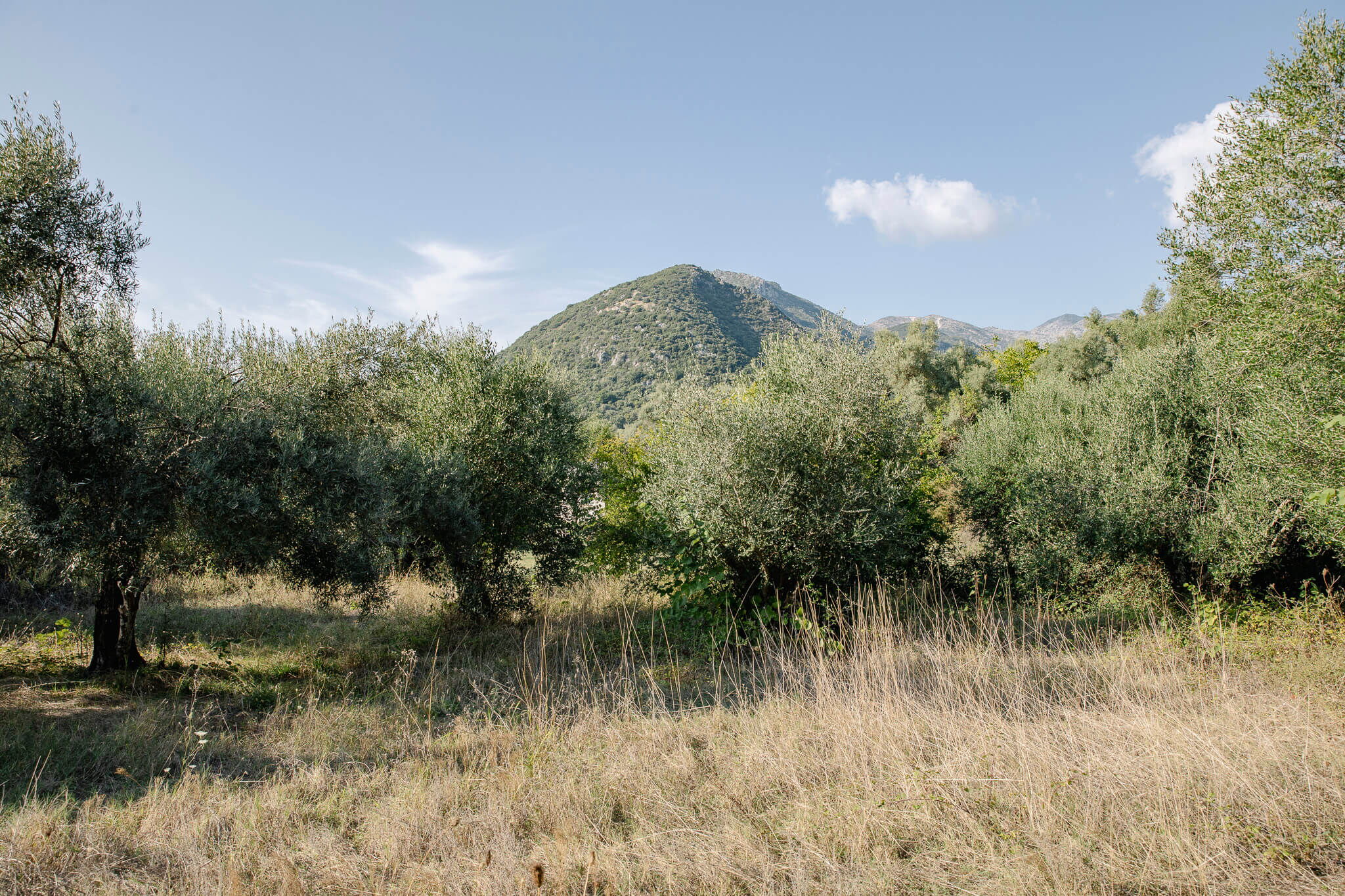The area and Olive trees on the plot