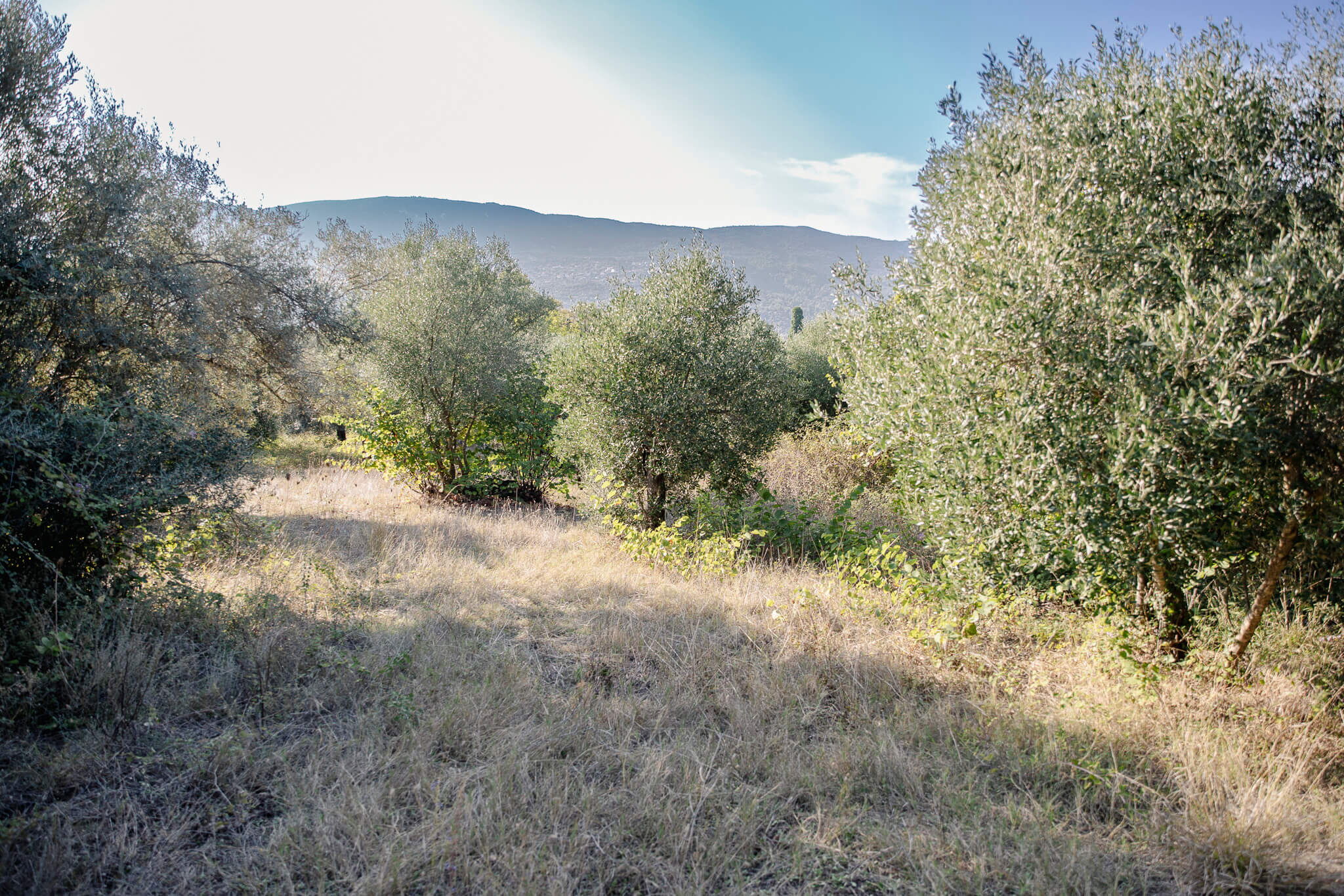 The area and Olive trees on the plot