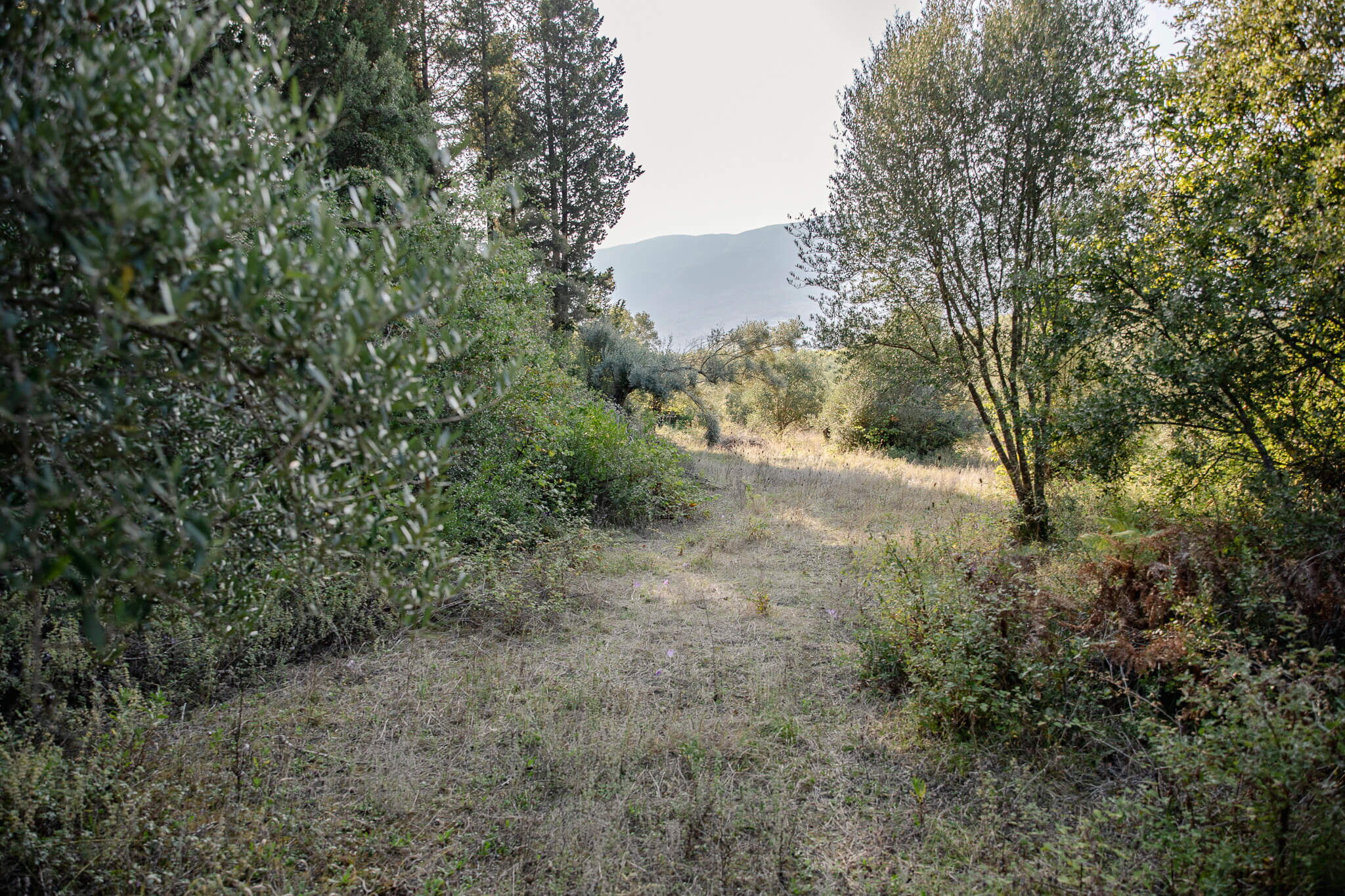 Plot with view towards the junction